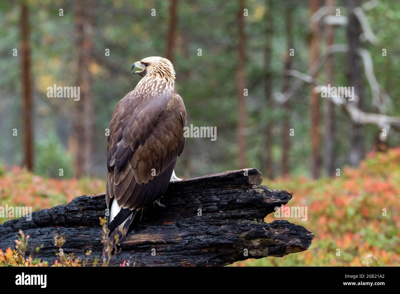 Der junge Greifvogelgrab Goldener Adler, Aquila chrysaetos, thronte während der Herbstfärbung im finnischen Taiga-Wald in Nordeuropa auf einem verbrannten Baumstamm Stockfoto