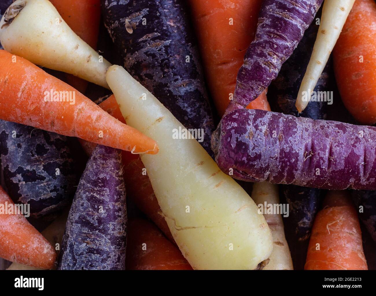 Mehrfarbige Karotten. Regenbogen Baby Karotten Haufen. Stockfoto