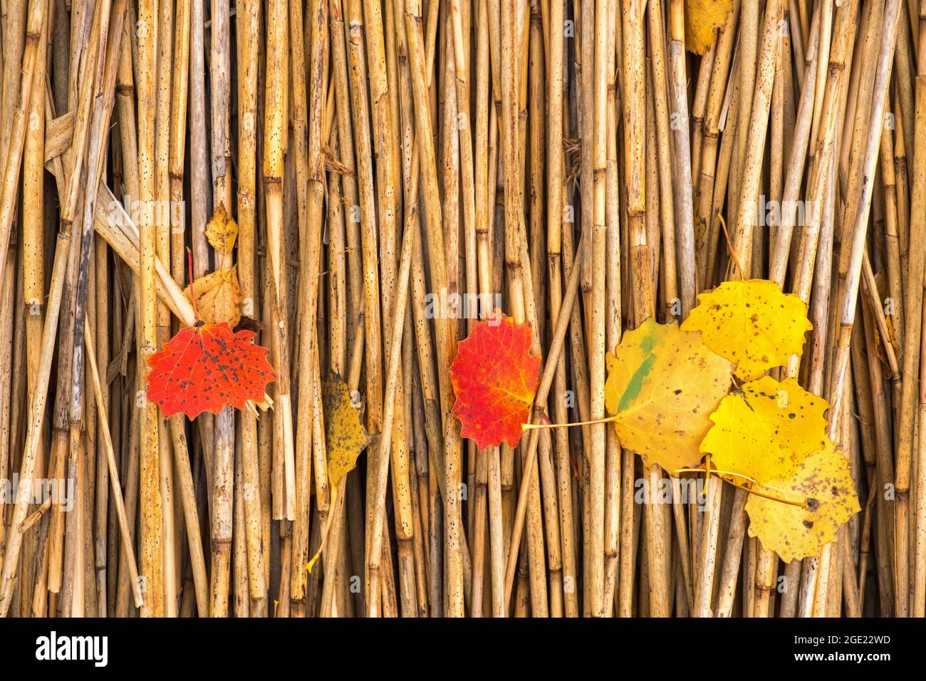 Farbenfrohe Herbstblätter auf einem Strohdach Stockfoto
