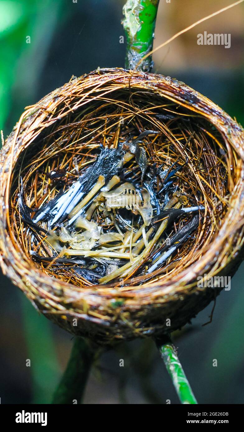 Die Überreste des Vogelbabys starben in seinem Nest. Das Konzept von rettet den Vogel. Stockfoto