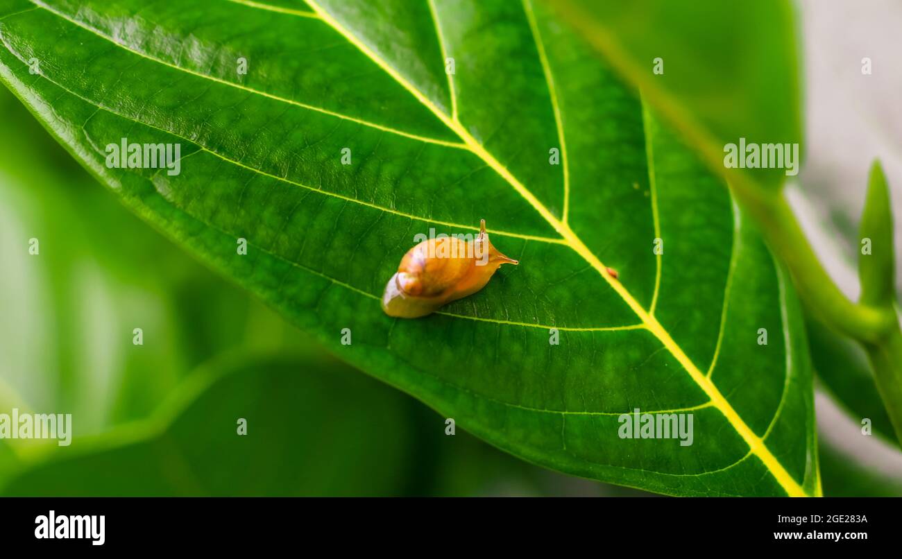 Gartenschnecke (Helix asperse) auf grünem Blatt isoliert. „Save Earth“-Konzept. Schnecke auf einem grünen Blatt, grüner Natur Hintergrund. Wilde Natur, Umwelt. Stockfoto