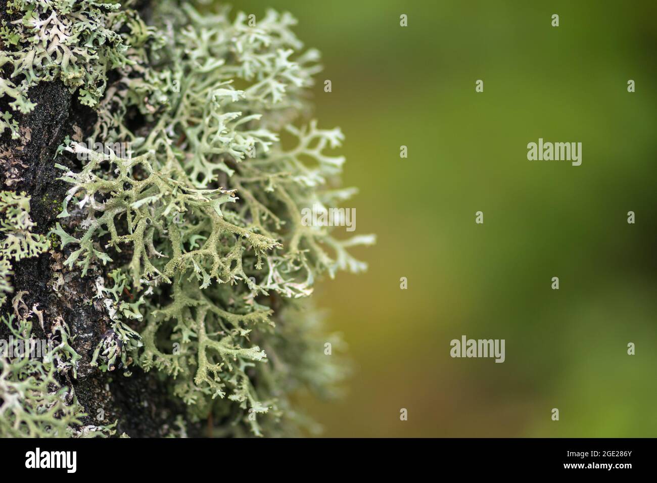 Wunderschöne Vielfalt von üppigem Moos und Flechten auf dem Stamm eines Baumes im Sommer, Nahaufnahme mit verschwommenem Hintergrund Stockfoto