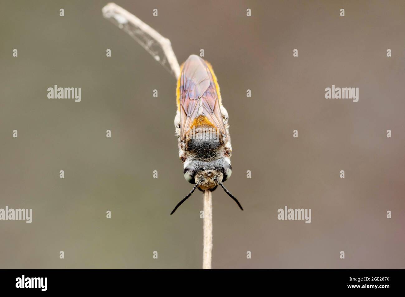 Dorsale Ansicht der flammenden Schweißbiene, Megachile bicolor, Satara, Maharashtra, Indien Stockfoto
