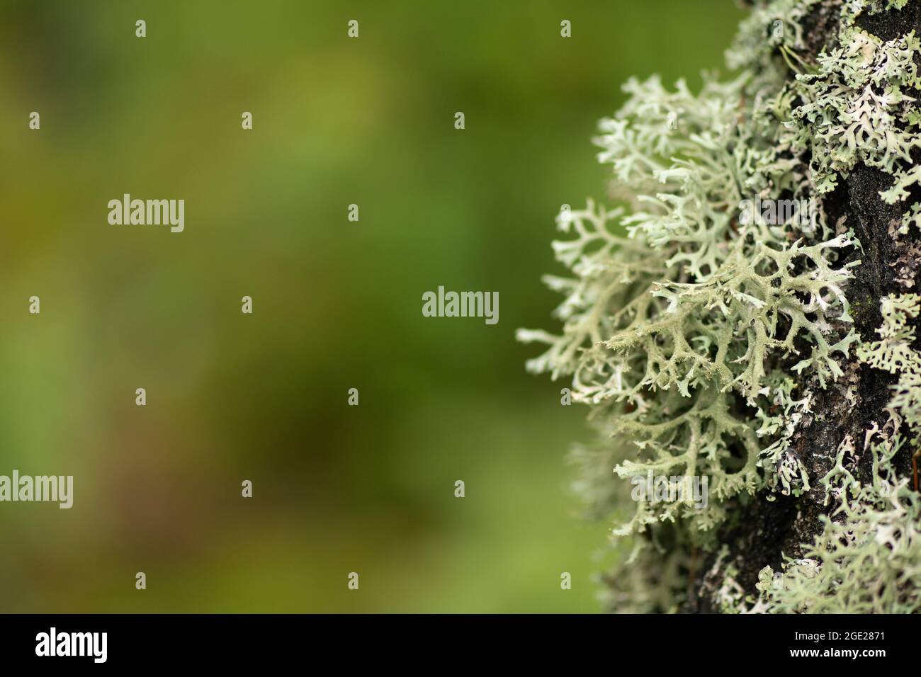 Wunderschöne Vielfalt von üppigem Moos und Flechten auf dem Stamm eines Baumes im Sommer, Nahaufnahme mit verschwommenem Hintergrund Stockfoto