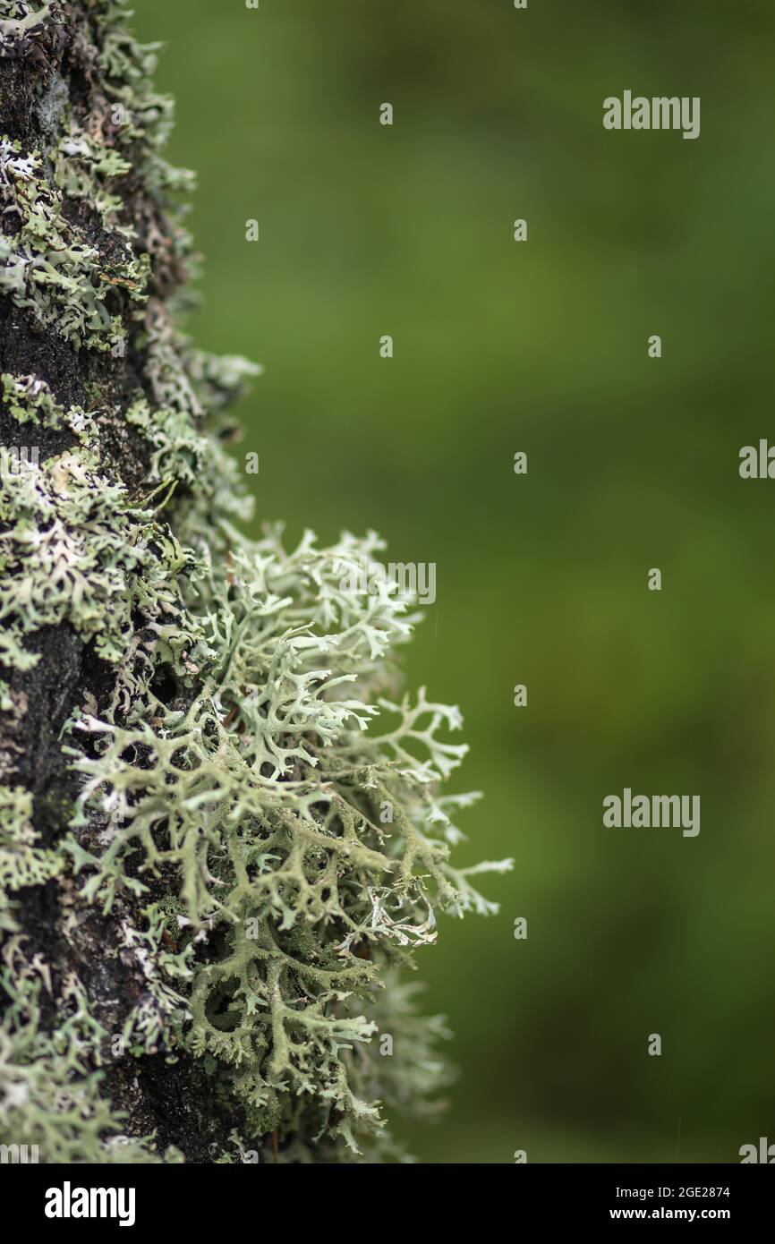 Schöne Vielfalt von üppigem Moos und Flechten auf dem Stamm eines Baumes im Sommer, Nahaufnahme mit verschwommenem Hintergrund, vertikal Stockfoto