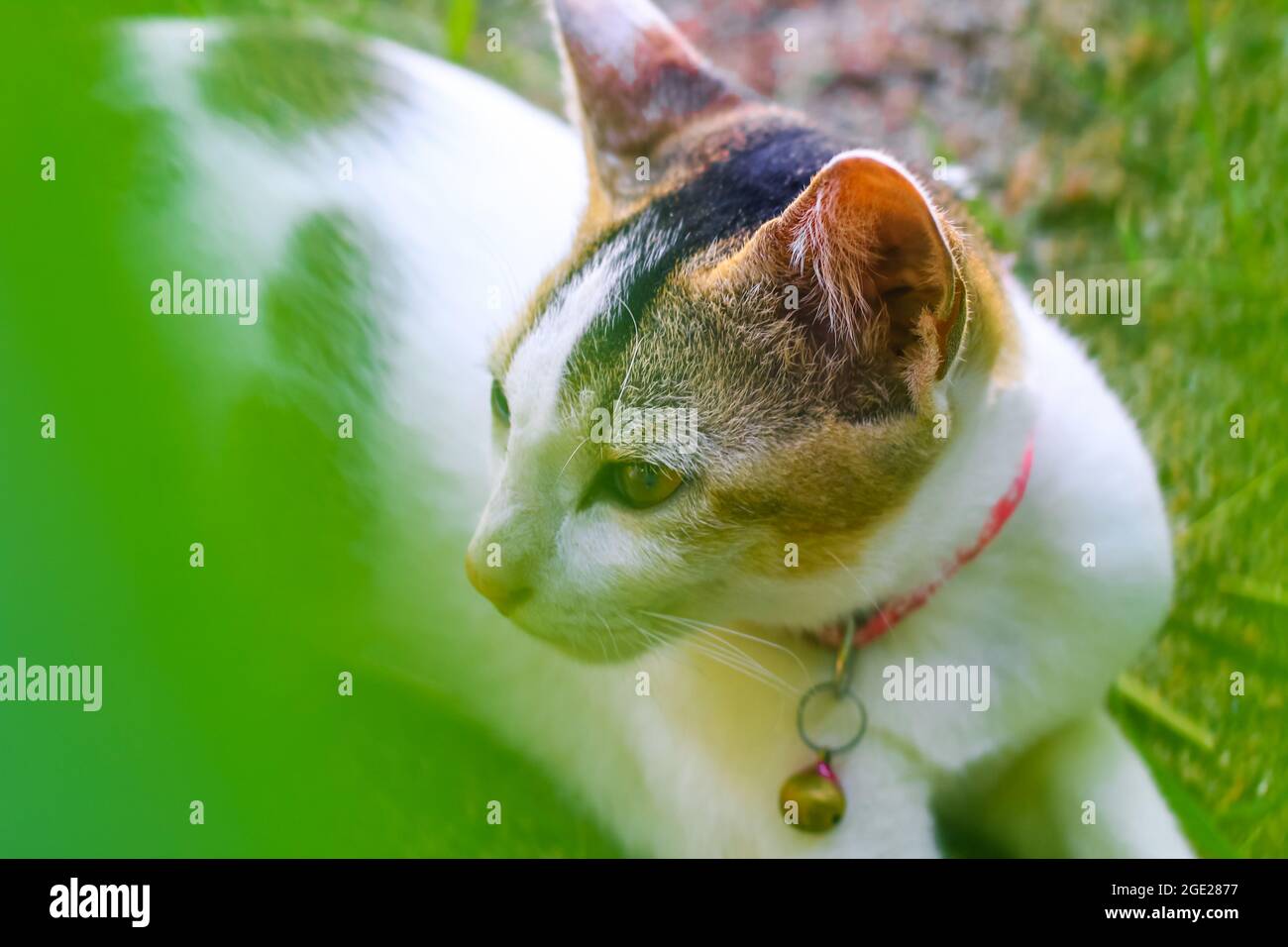 Nahaufnahme einer weißen asiatischen Katze mit gelben Augen. Stockfoto