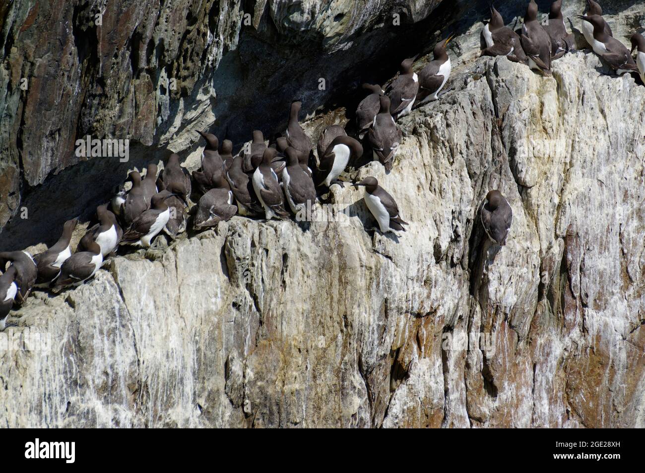 Brütende Guillemots bei South Stack Cliffs. Stockfoto