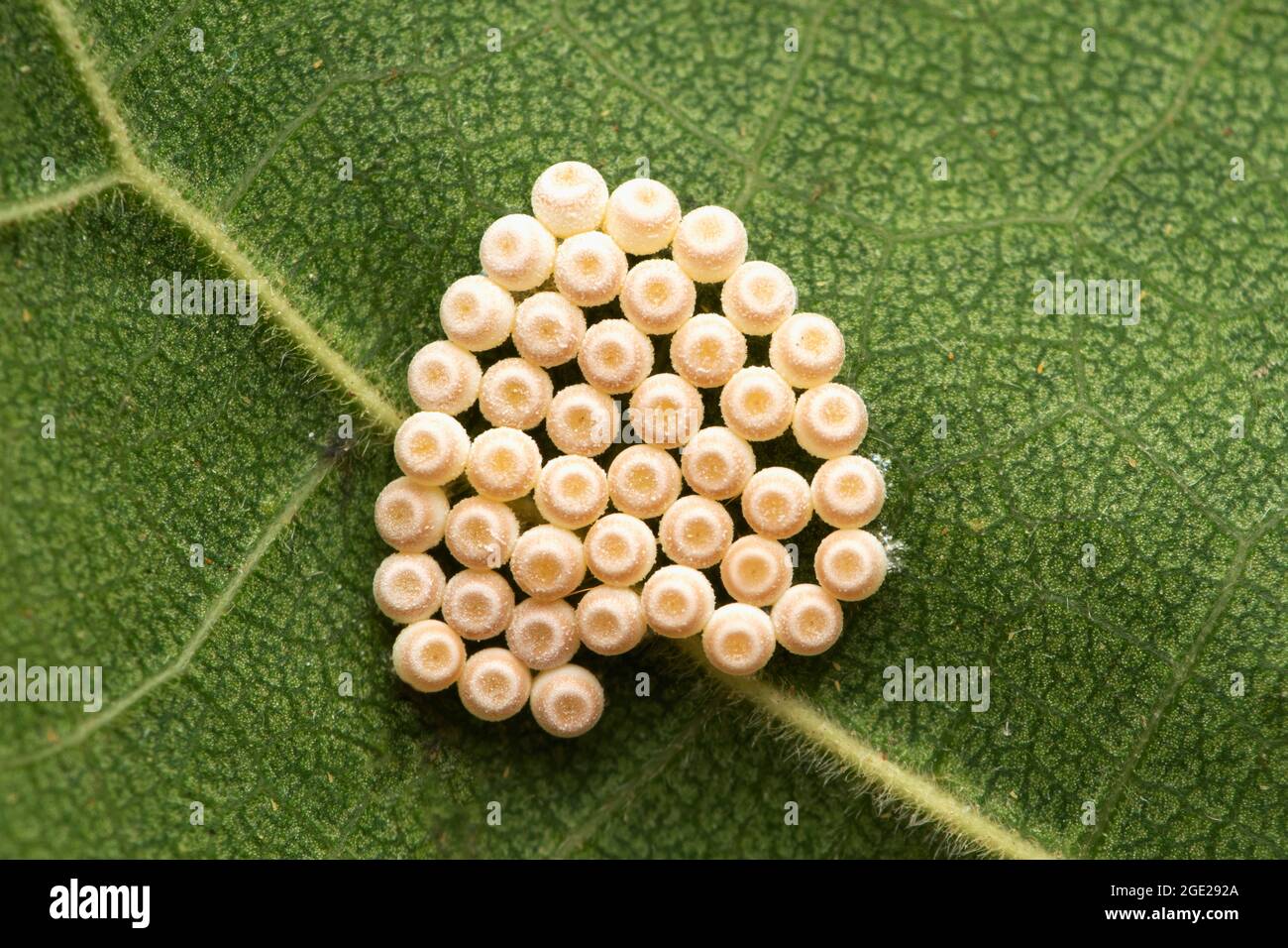 Pentatomid Eggs, Satara, Maharashtra, Indien Stockfoto