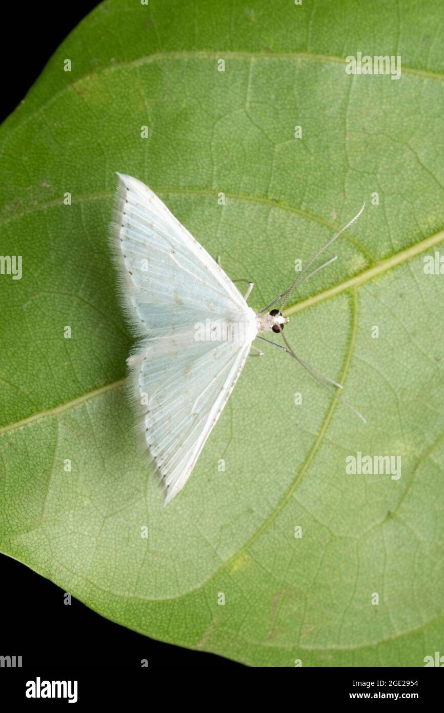 Weiße Motte, Gypsochora renitidata, Satara, Maharashtra, Indien Stockfoto