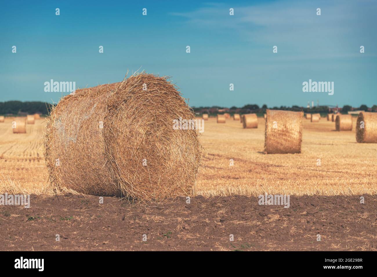Große Weizenstoppel Heuballen im Feld bei Sonnenuntergang, Landwirtschaft und Landwirtschaft Konzept, selektiver Fokus Stockfoto