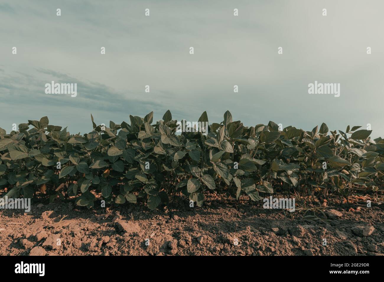 Sojabohnen im Feld, Glycine max Anbau, selektiver Fokus Stockfoto