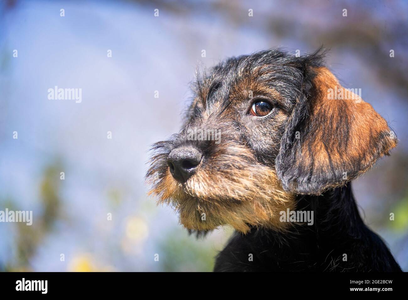 Dachshund mit Drahthaar. Porträt eines Welpen (3 Monate alt). Deutschland Stockfoto