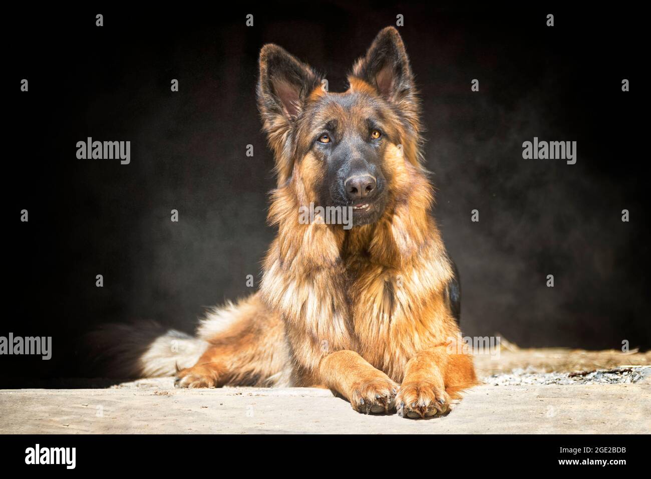 Langhaariger Deutscher Schäferhund. Erwachsene Hündin liegt, vor schwarzem Hintergrund gesehen. Deutschland Stockfoto