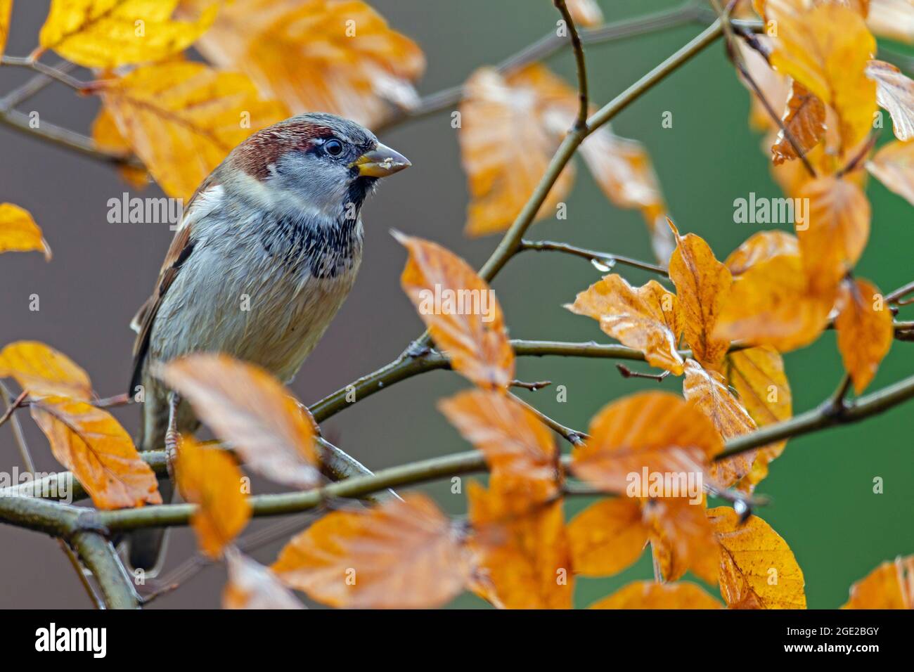 Haussparrow (Passer domesticus). Männchen thronte auf einem feuchten Buchenzweig. Deutschland Stockfoto
