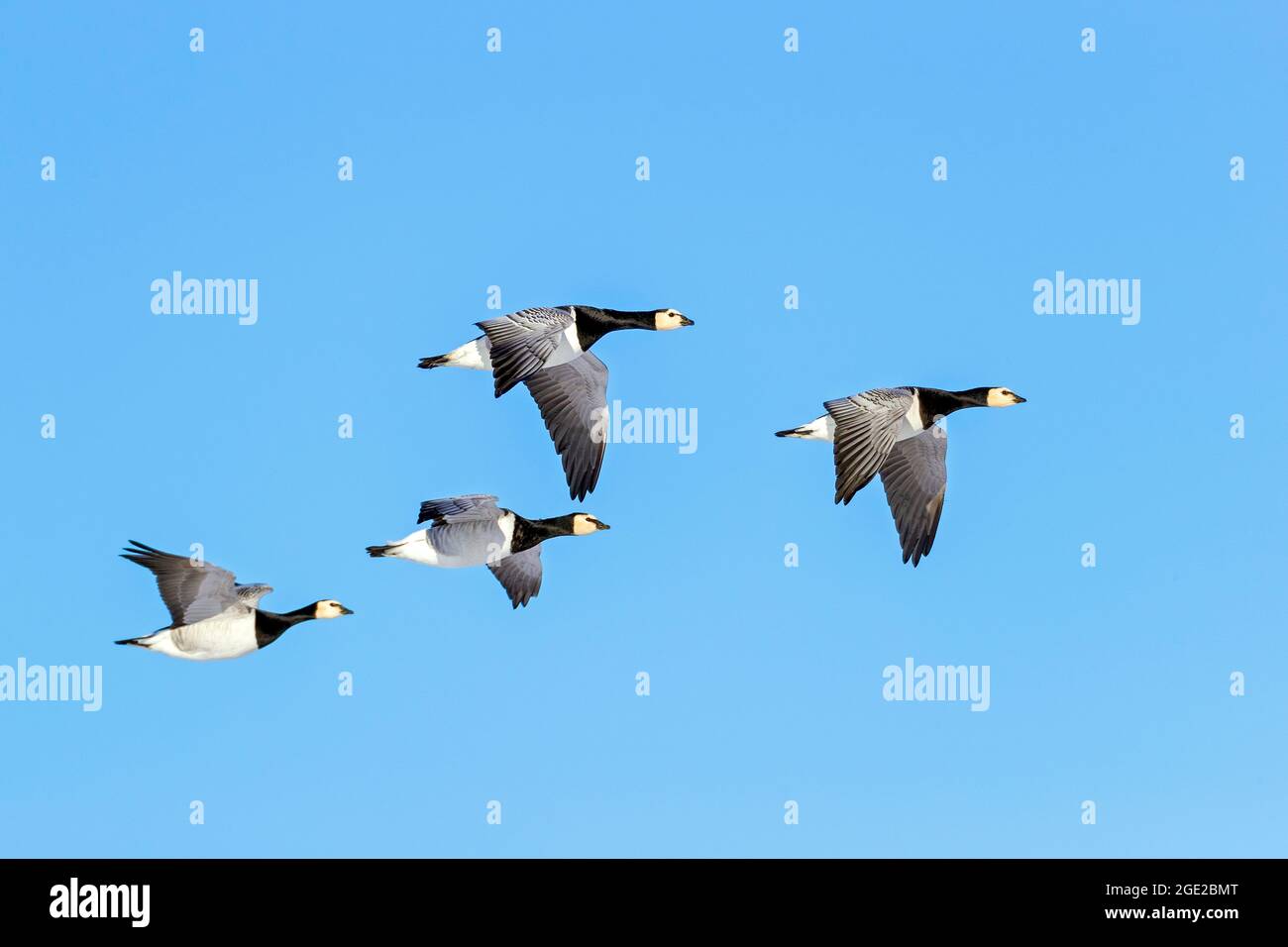 Weißwangengans (Branta Leucopsis). Vier Erwachsene im Flug. Friesland, Norddeutschland Stockfoto