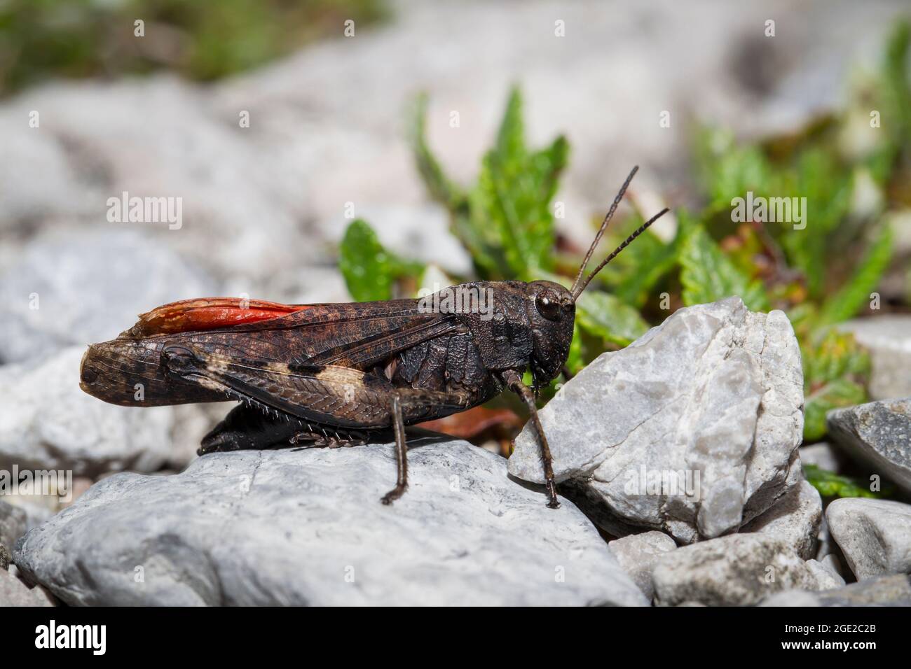 Rassel Grasshopper (Psophus stridulus). Männchen auf einem Kieselstein. Bayern, Deutschland Stockfoto