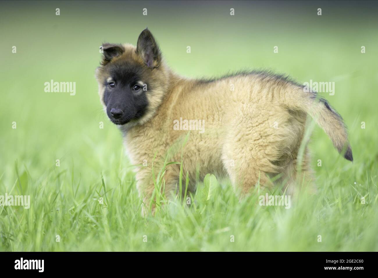 Belgischer Schäferhund, Tervuren Hund. Welpen stehen auf einer Wiese. Deutschland Stockfoto