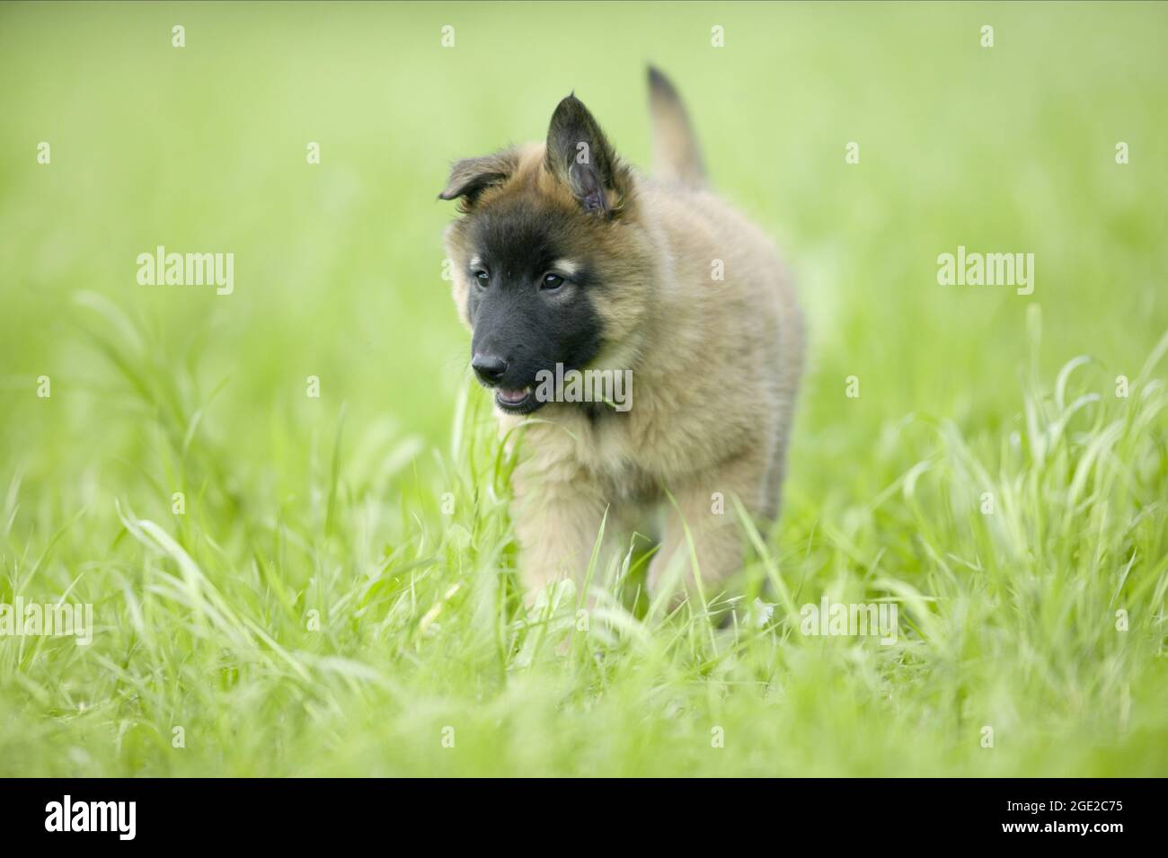 Belgischer Schäferhund, Tervuren Hund. Welpen gehen auf einer Wiese. Deutschland Stockfoto