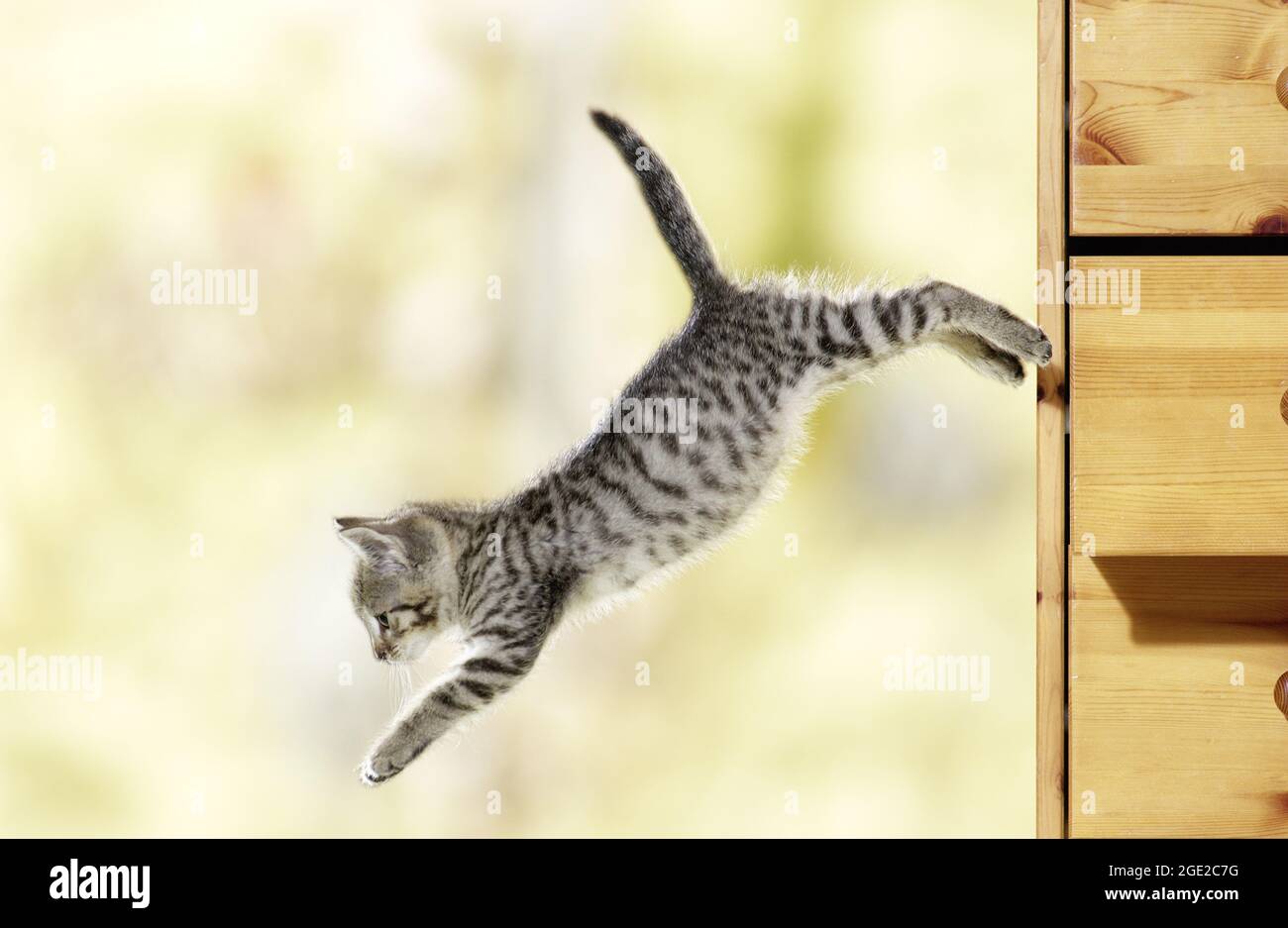 Hauskatze. Tabby Kätzchen springt aus einer Schublade. Deutschland Stockfoto