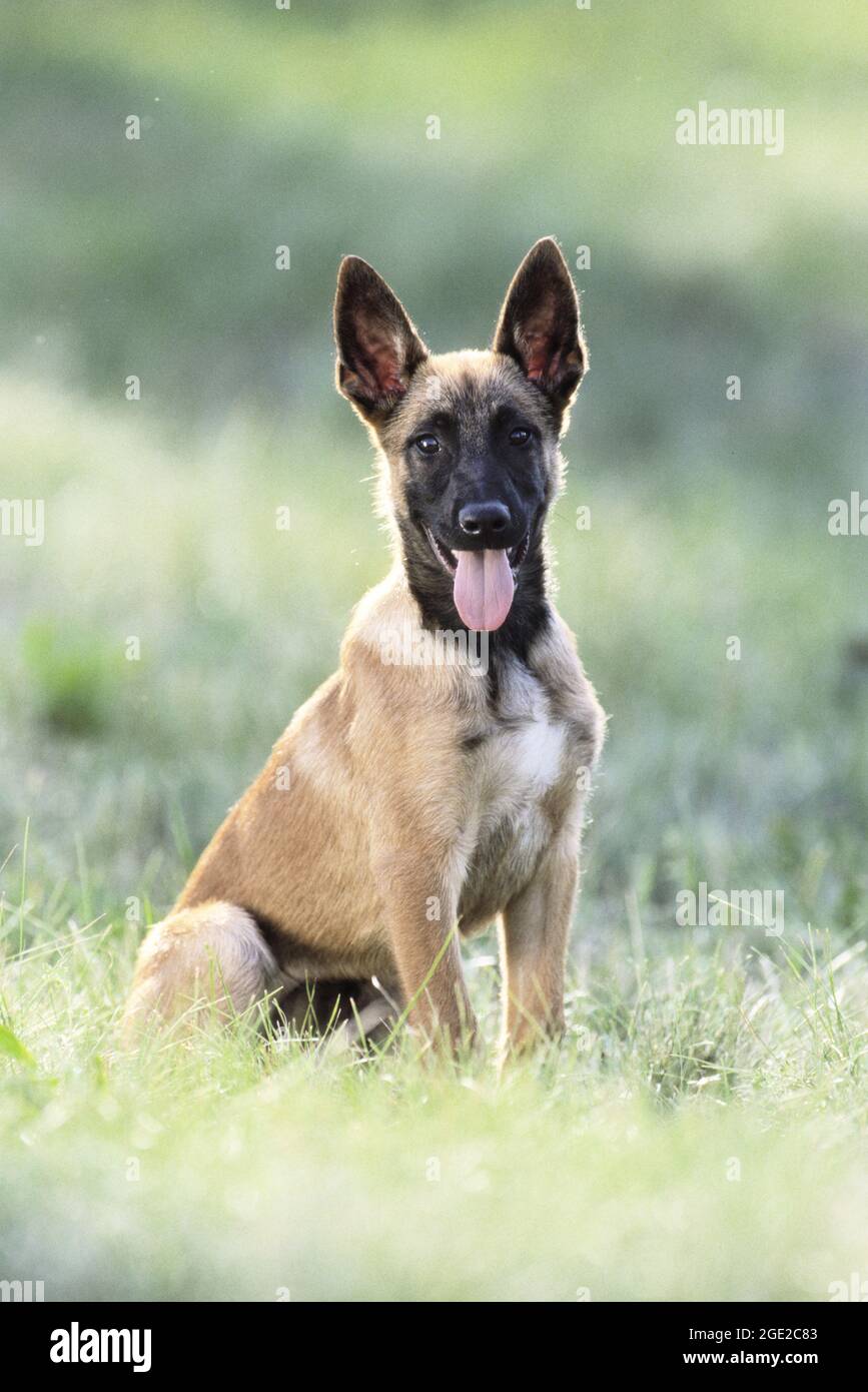 Belgischer Schäferhund, Malinois Dog. Welpe sitzt auf einer Wiese. Deutschland Stockfoto