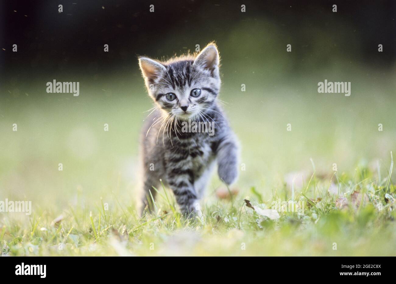 Hauskatze. Gestromte Kätzchen im Gras stehend, mit angehobenem Vorderbein. Deutschland Stockfoto