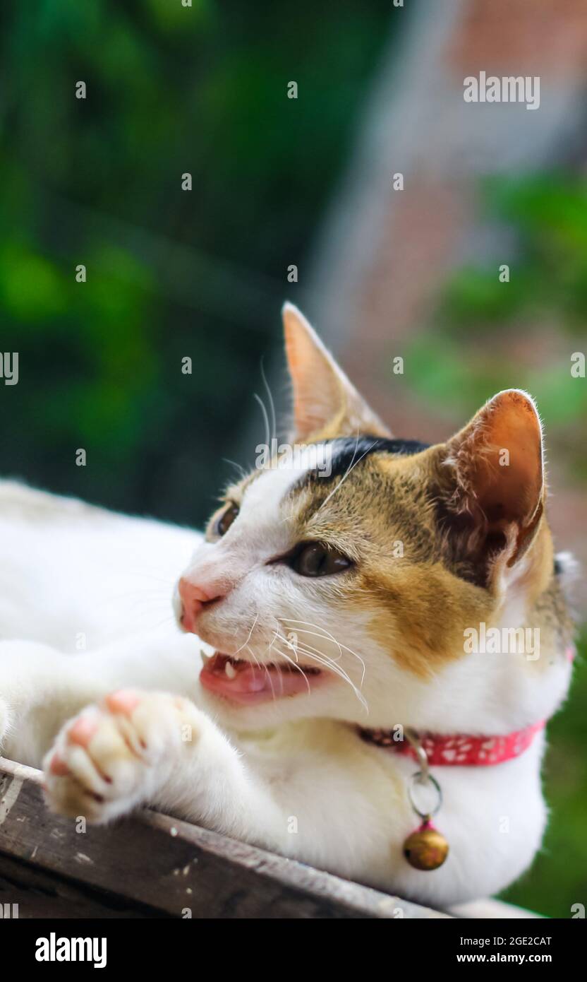 Nahaufnahme einer weißen asiatischen Katze mit gelben Augen. Stockfoto