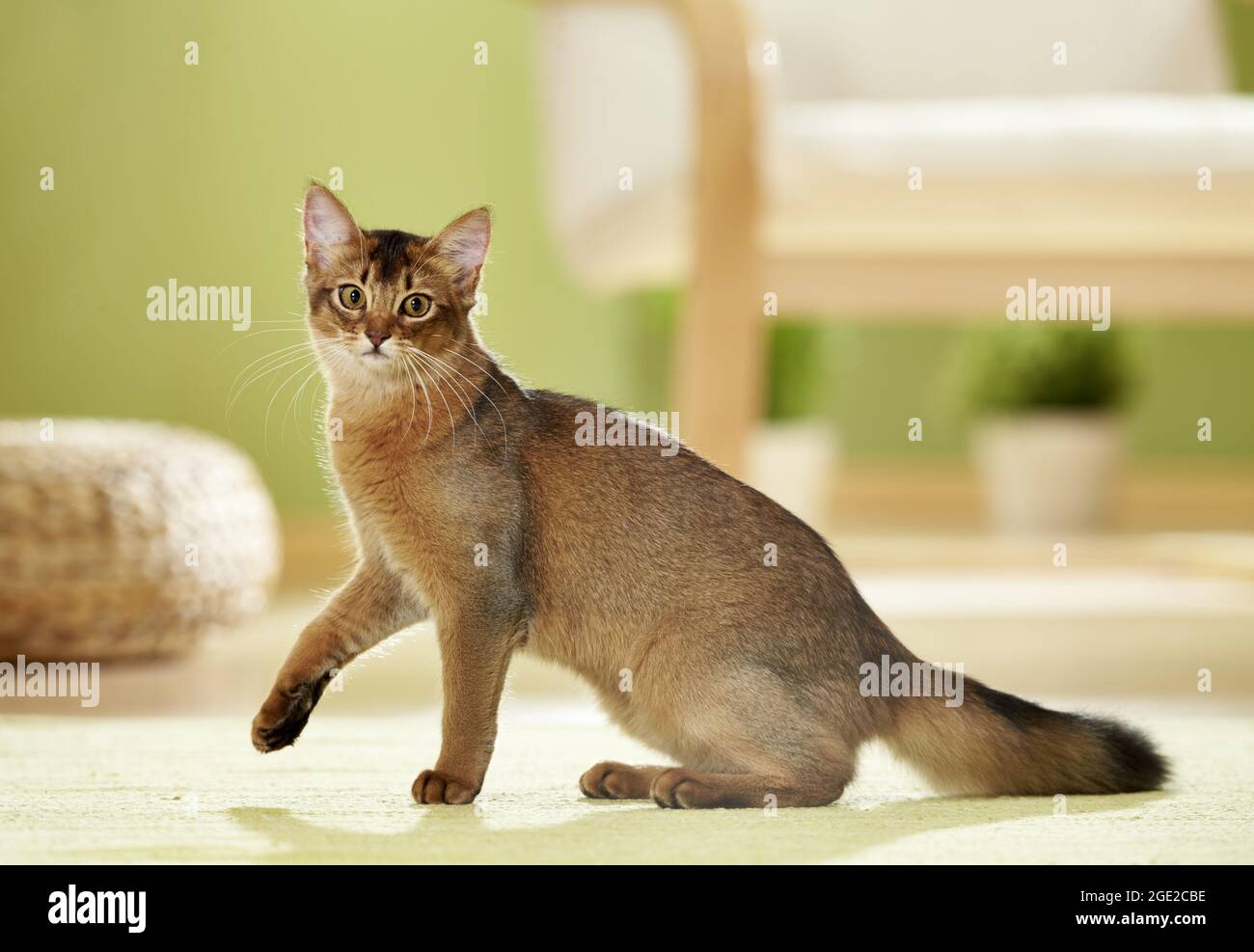 Somalische Katze. Jugendliche in einer Wohnung. Deutschland Stockfoto