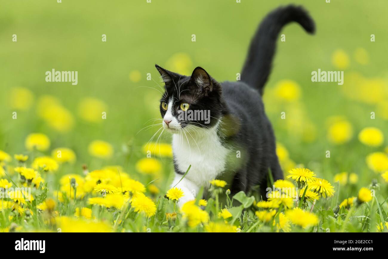 Hauskatze. Smoking Kätzchen, die auf einer Wiese mit blühendem Dandelion wandern. Deutschland Stockfoto