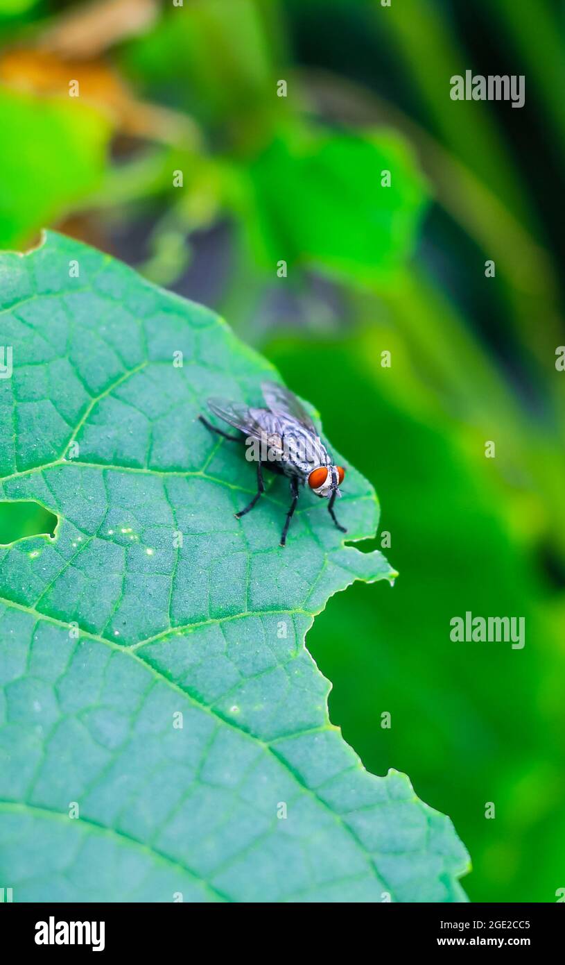 Die Fliege mit einer Wasserblase auf einem grünen Blatt, Makrofotografie. Einzelne Fliege auf einem grünen Blatt, das eine Blase bläst. Stockfoto