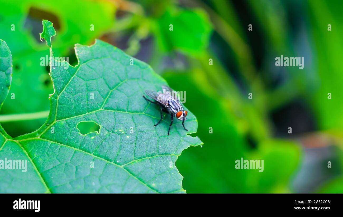 Die Fliege mit einer Wasserblase auf einem grünen Blatt, Makrofotografie. Einzelne Fliege auf einem grünen Blatt, das eine Blase bläst. Stockfoto