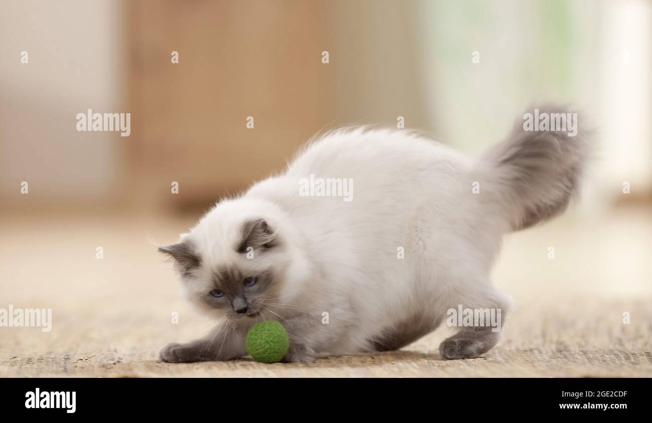 Ragdoll. Jugendliche Katze spielt mit einem Ball. Deutschland Stockfoto