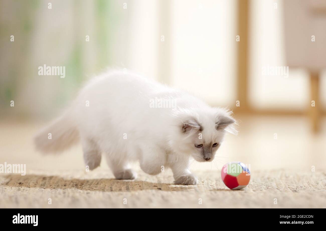 Ragdoll. Jugendliche Katze spielt mit einem Ball. Deutschland Stockfoto