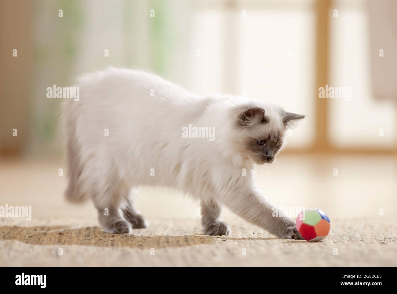 Ragdoll. Jugendliche Katze spielt mit einem Ball. Deutschland Stockfoto