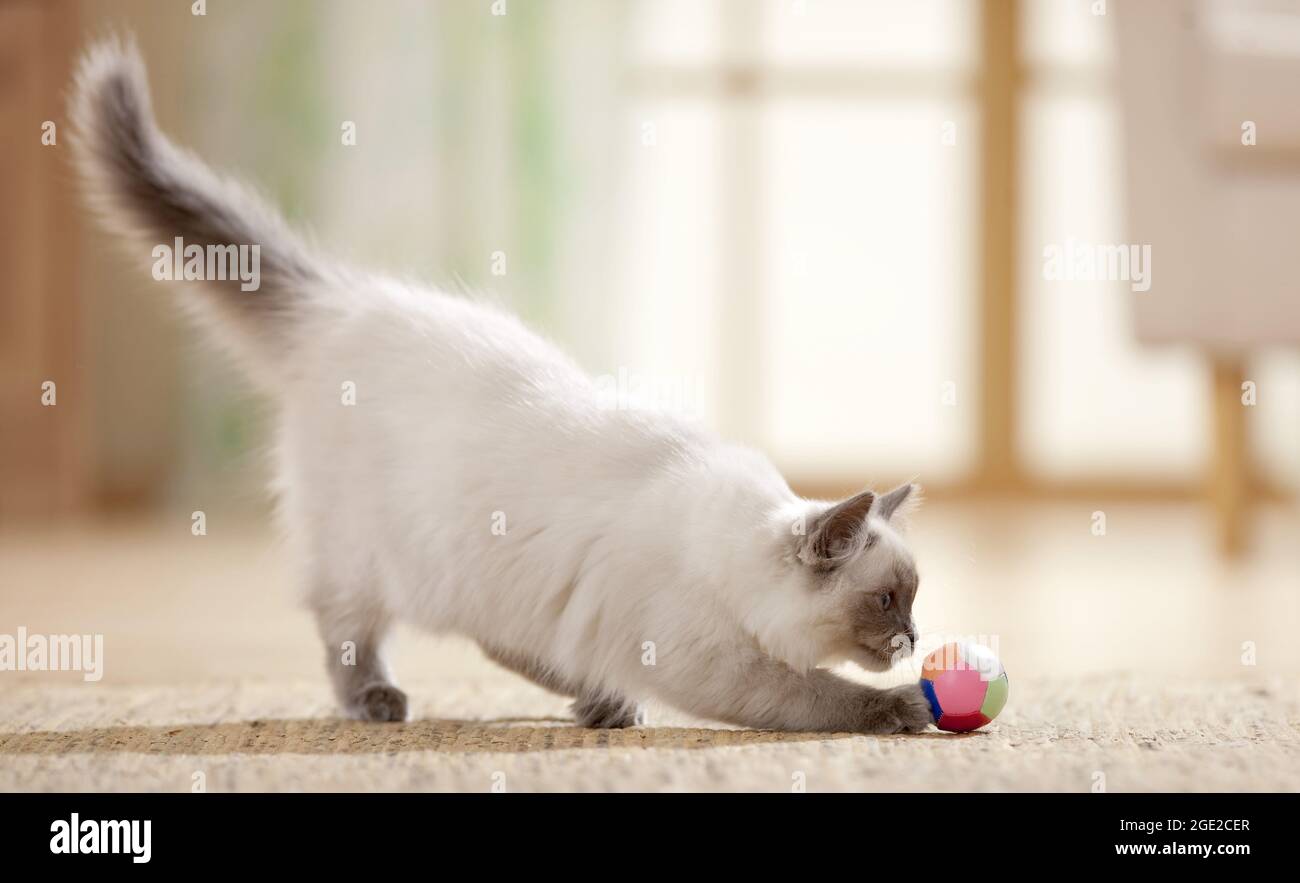 Ragdoll. Jugendliche Katze spielt mit einem Ball. Deutschland Stockfoto