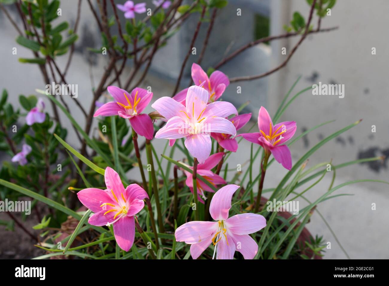 Rosa Regenlilien - beide Arten (Zphyranthes rosea) hellrosa und (Zphyranthes carinata) dunkelrosa sind hier zu sehen Stockfoto