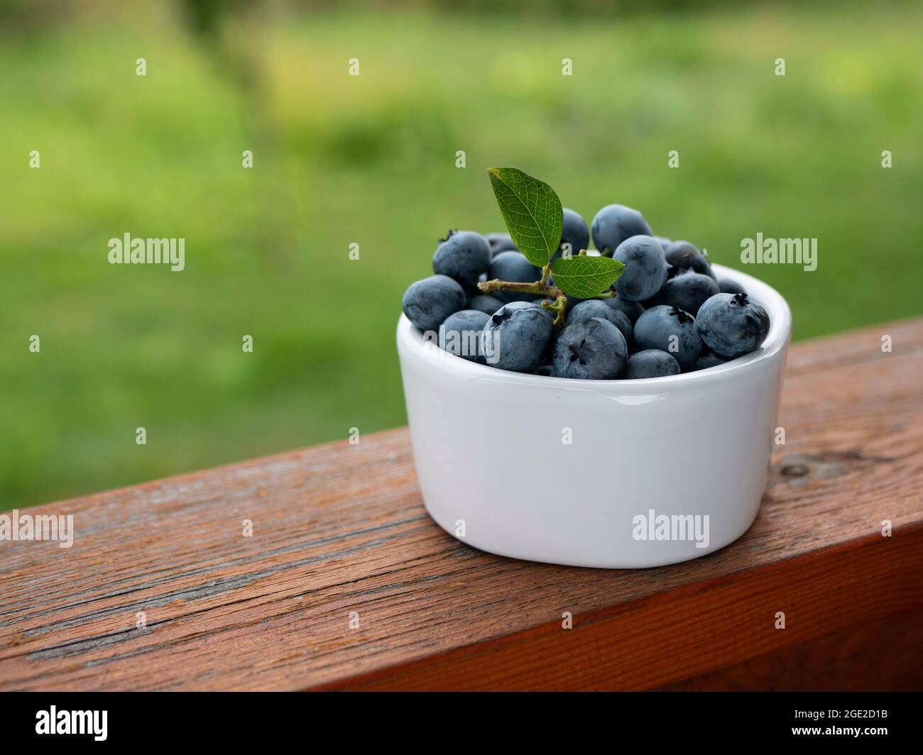 Geerntet in einer weißen Schüssel vollreife Heidelbeere. Bio-Beeren. Stillleben mit Beeren Stockfoto