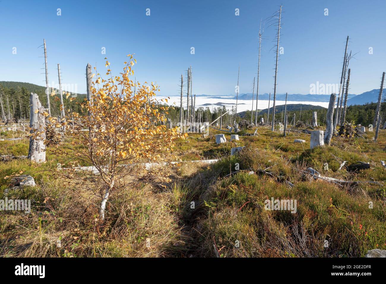 Waldgebiet der Natur überlassen mit vielen toten Bäumen auf Teisenberg, Gemeinde Zorn, Oberbayern, Deutschland Stockfoto