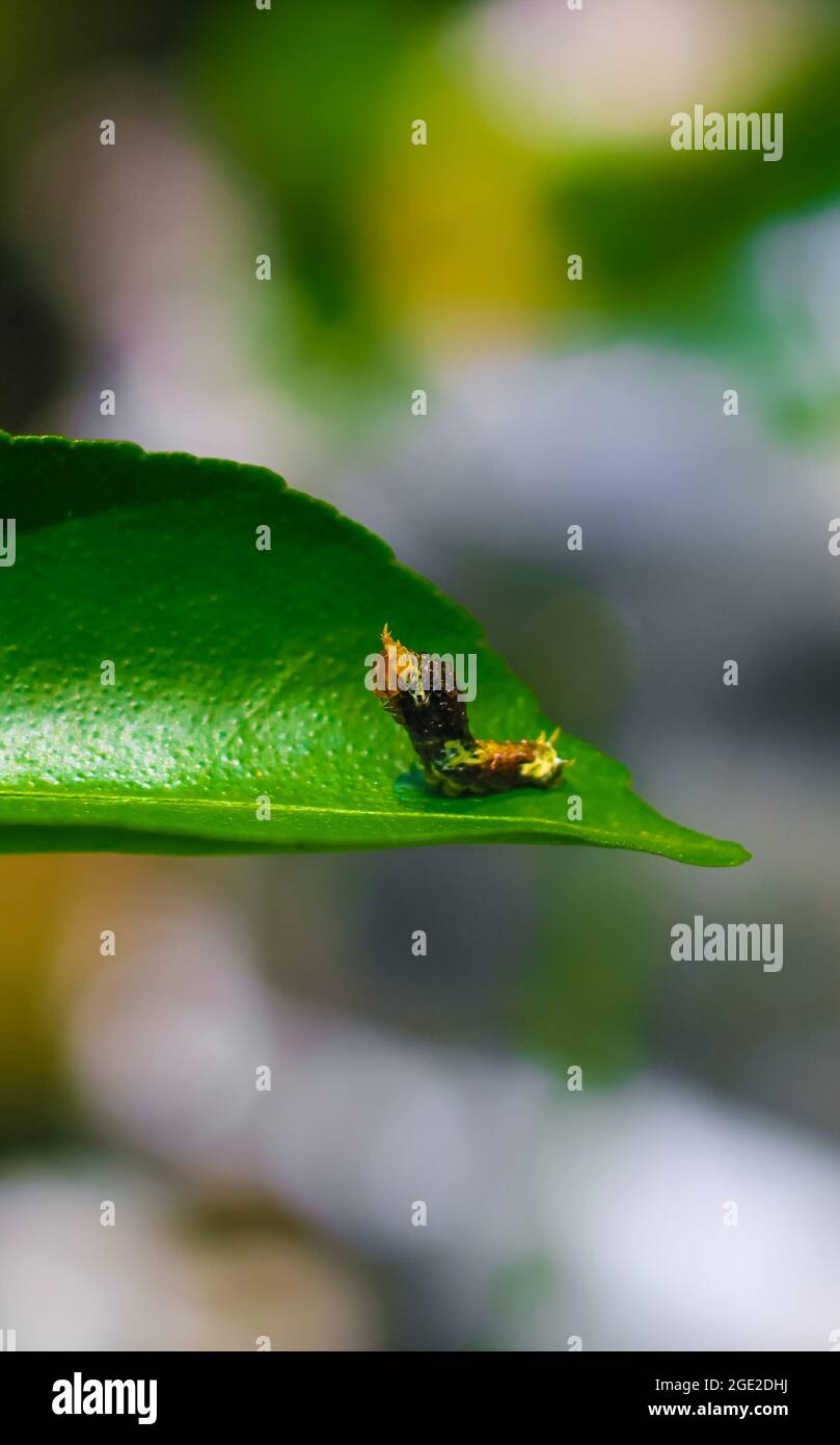 Seltene Fotografie, Haube der Common Mormon Raupe sieht aus wie eine Schlange. Makrofoto einer Raupe mit schwarz-gelb gestreiftem Körper. Stockfoto