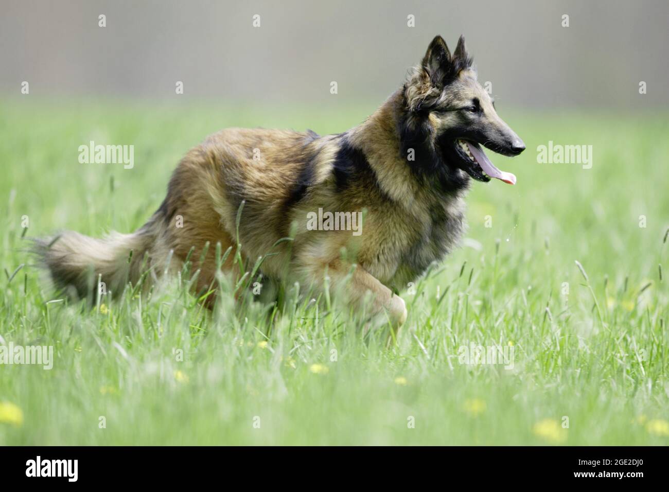 Belgischer Schäferhund, Tervuren. Erwachsener läuft auf einer Wiese. Frankreich. Stockfoto
