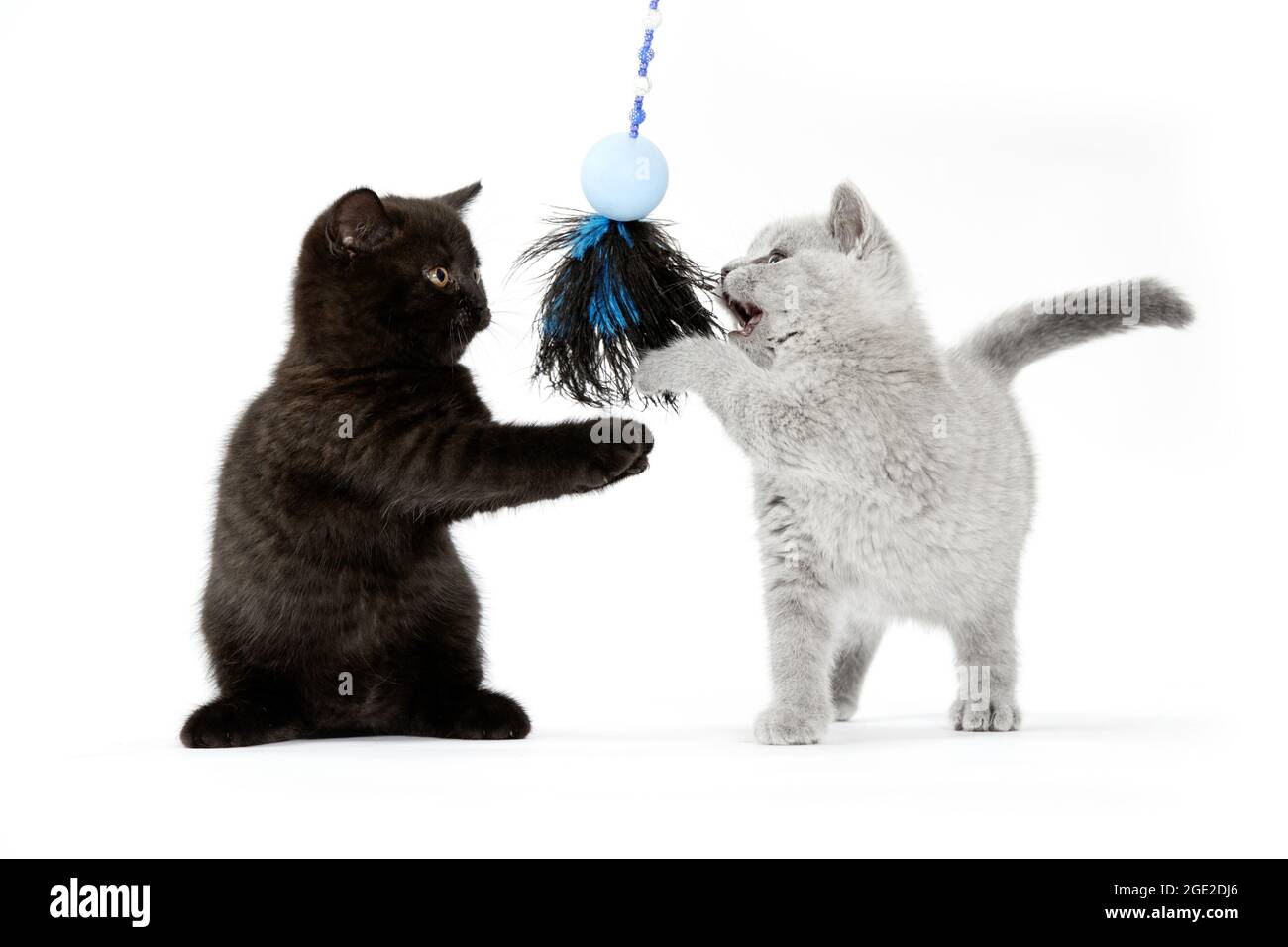 Kurzhaar. Schwarz-graues Kätzchen, das mit einem Federspielzeug spielt. Studiobild vor weißem Hintergrund Stockfoto