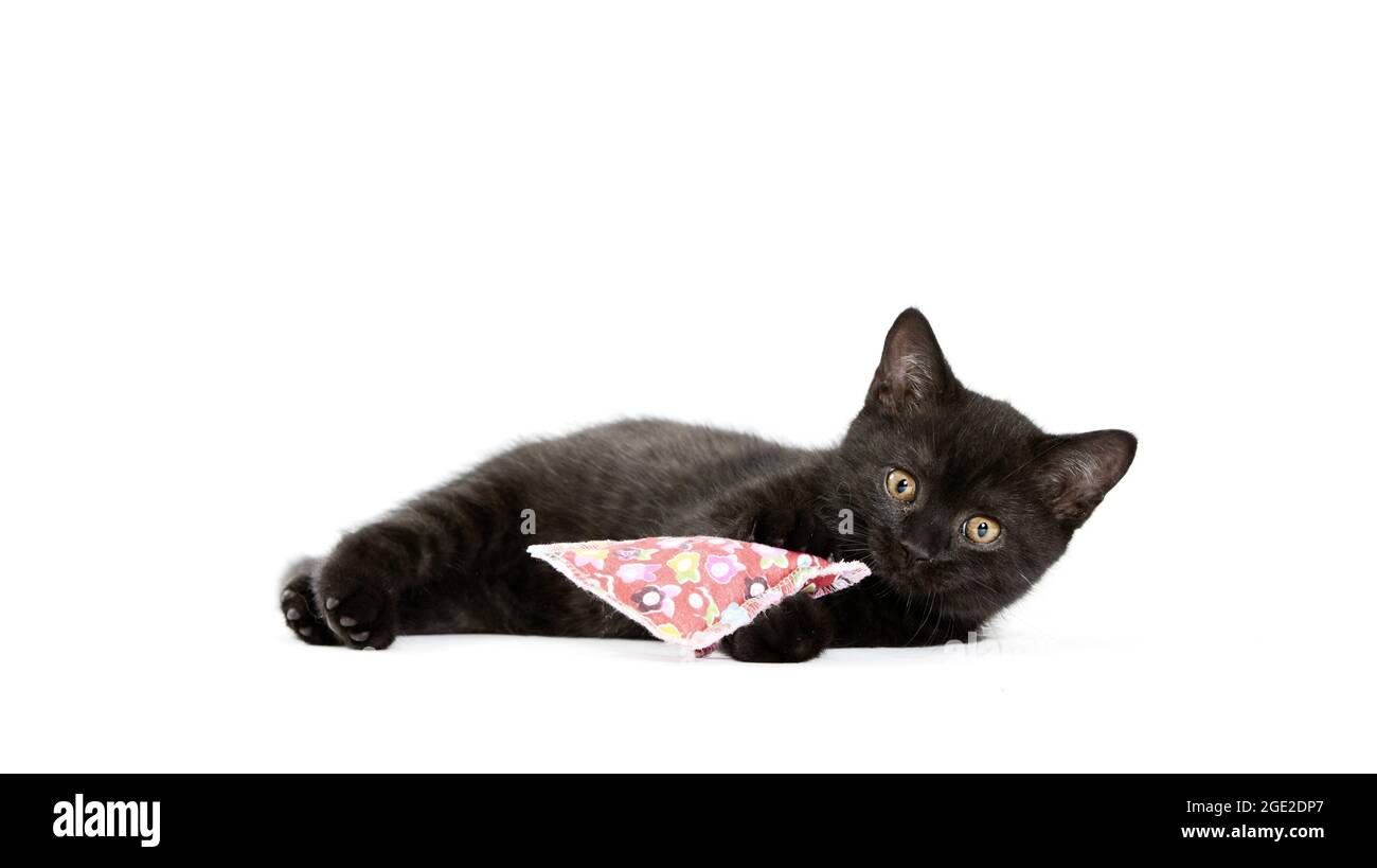 Kurzhaar. Schwarzes Kätzchen liegend, mit Spielzeug. Studiobild vor weißem Hintergrund Stockfoto