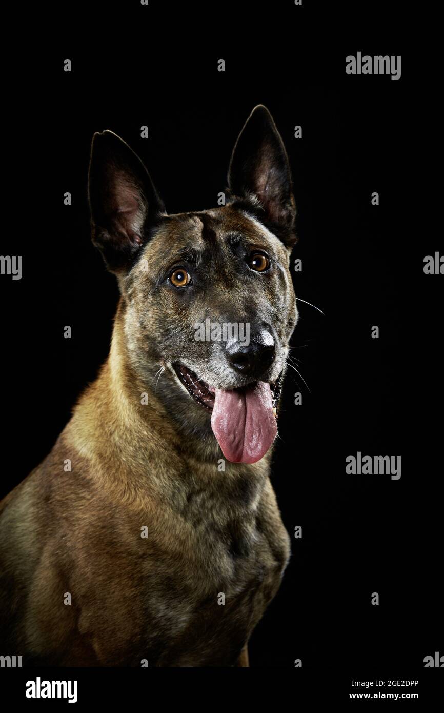 Belgischer Schäferhund, Malinois. Porträt eines Erwachsenen auf schwarzem Hintergrund. Deutschland Stockfoto