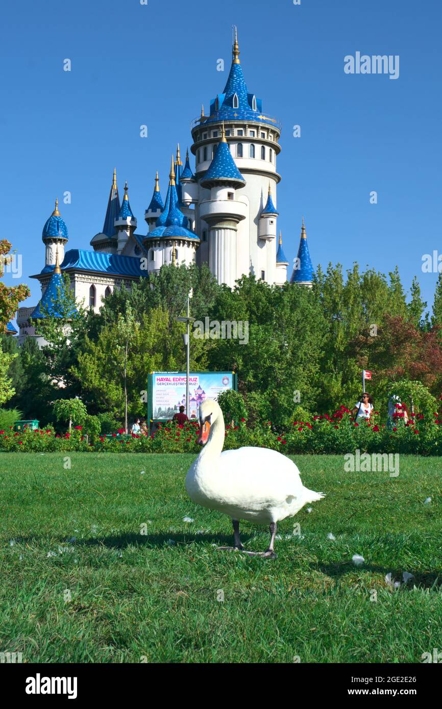 Wunderschöne zwei weiße Schwäne, die beim Sunny Day vor einem Blue Castle Gras fressen Stockfoto Wunderschöne zwei weiße Schwäne, die beim Sunny Day vor einem Blue Castle Gras fressen Stockfoto