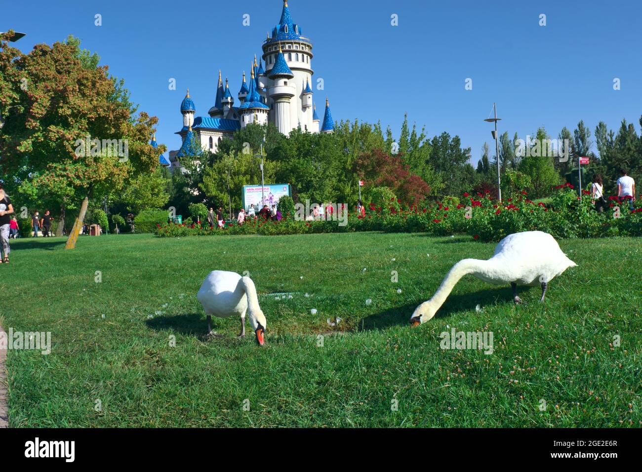Wunderschöne zwei weiße Schwäne, die beim Sunny Day vor einem Blue Castle Gras fressen Stockfoto