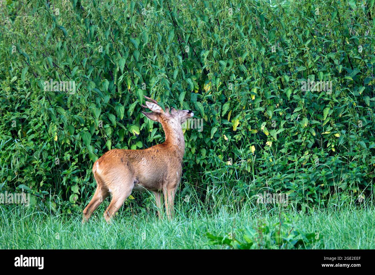 Reh (Capreolus capreolus). Alter Buck Duft markiert Gebiet mit Duft. Deutschland Stockfoto