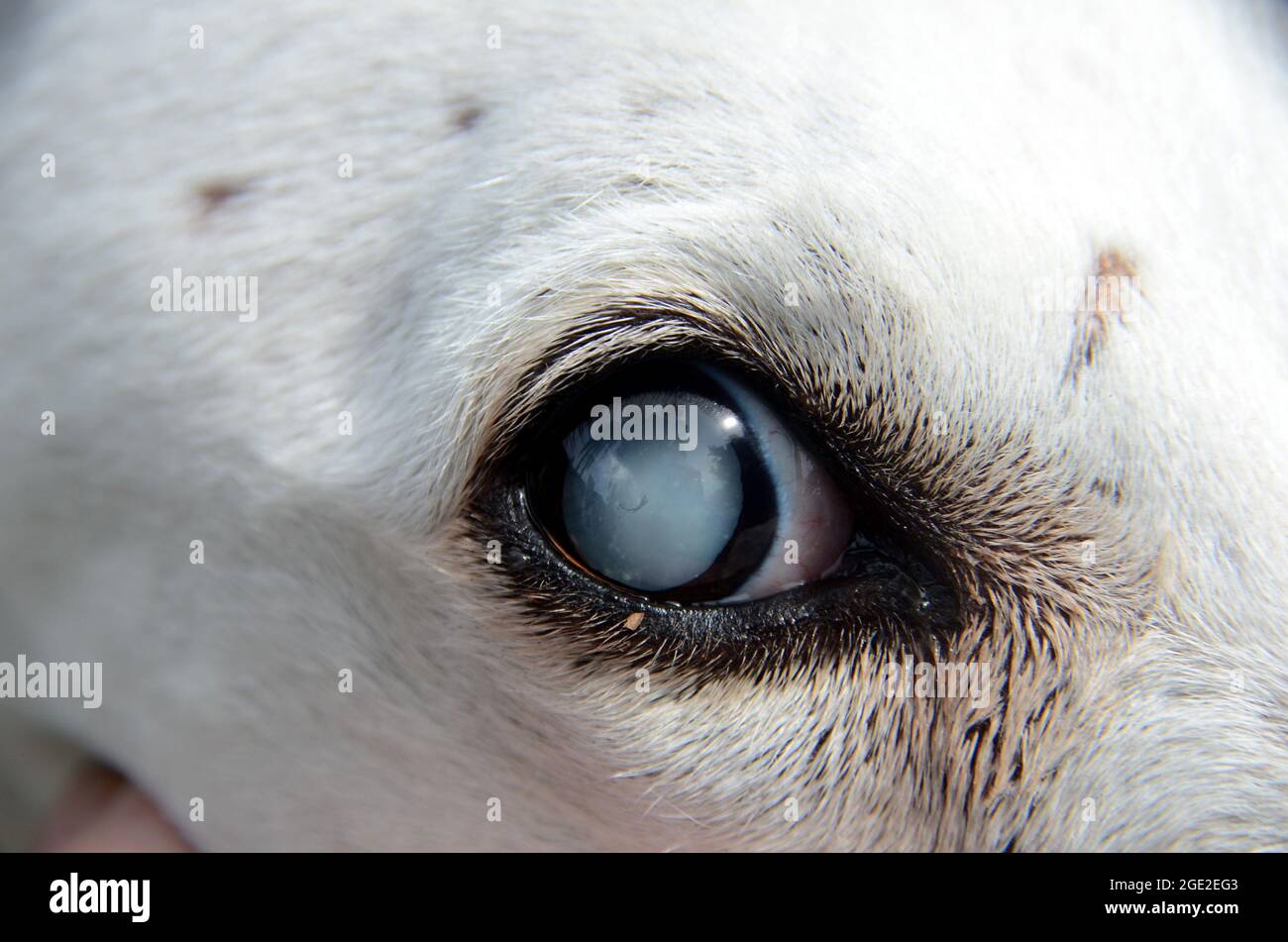 Hund Auge Weisser Schleier