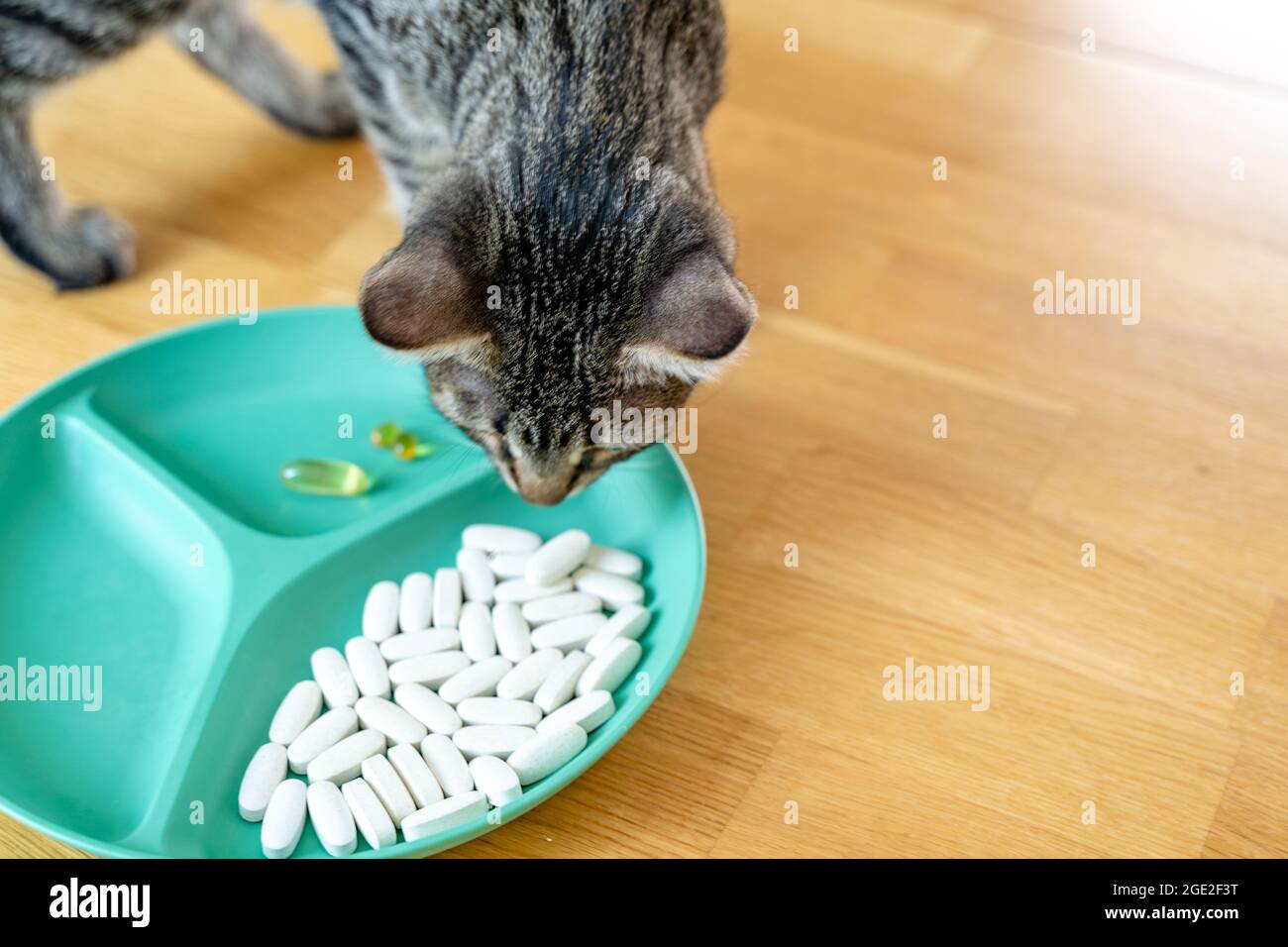 Tabby Kätzchen mit Teller voller Pillen. Tiermedizin, Behandlung von Tierkrankheiten. Holzhintergrund, Kopierraum. Haustier Katze Ergänzung und Stockfoto