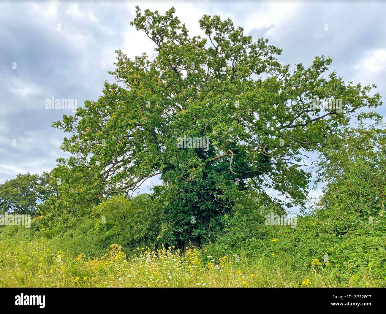 ENGLISCHE EICHE Quercus robur Foto: Tony Gale Stockfoto