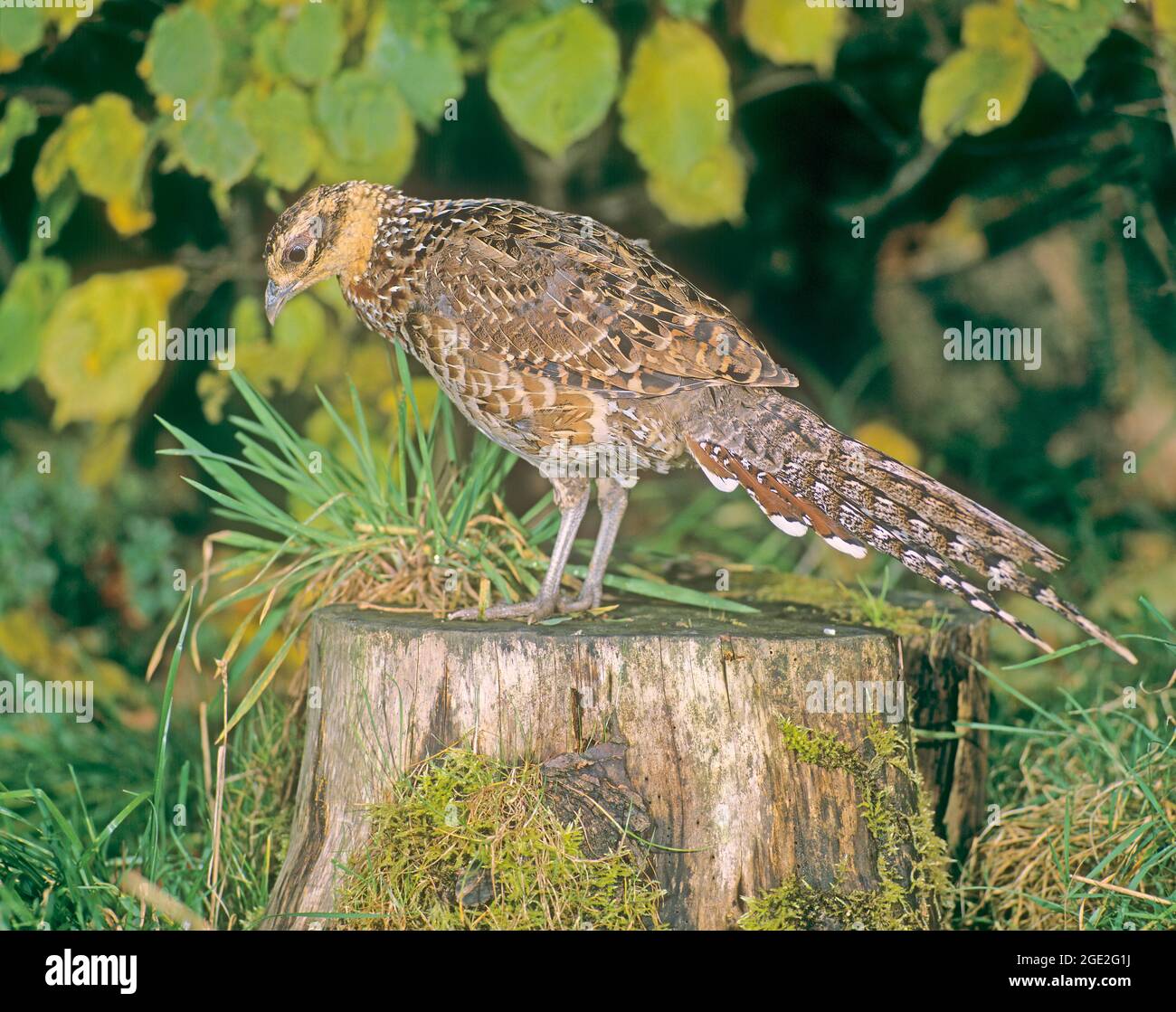 Reeves s Pheasant (Syrmaticus reevesii). Weibchen steht auf einem Baumstumpf. Deutschland Stockfoto