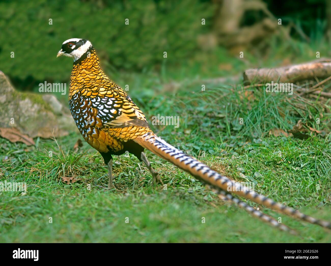 Reeves s Pheasant (Syrmaticus reevesii). Die Männchen haben extrem lange Schwanzfedern. Deutschland Stockfoto